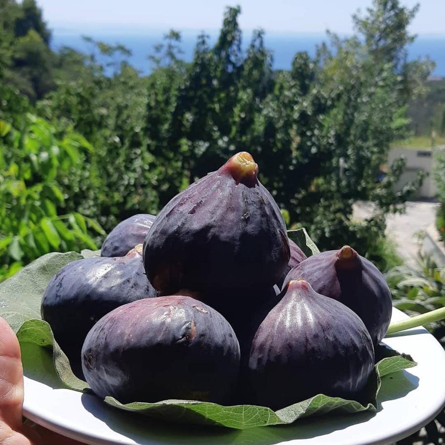 Hotel Kazdaglari Saglikli Yasam Koeyue Edremit  Exteriér fotografie